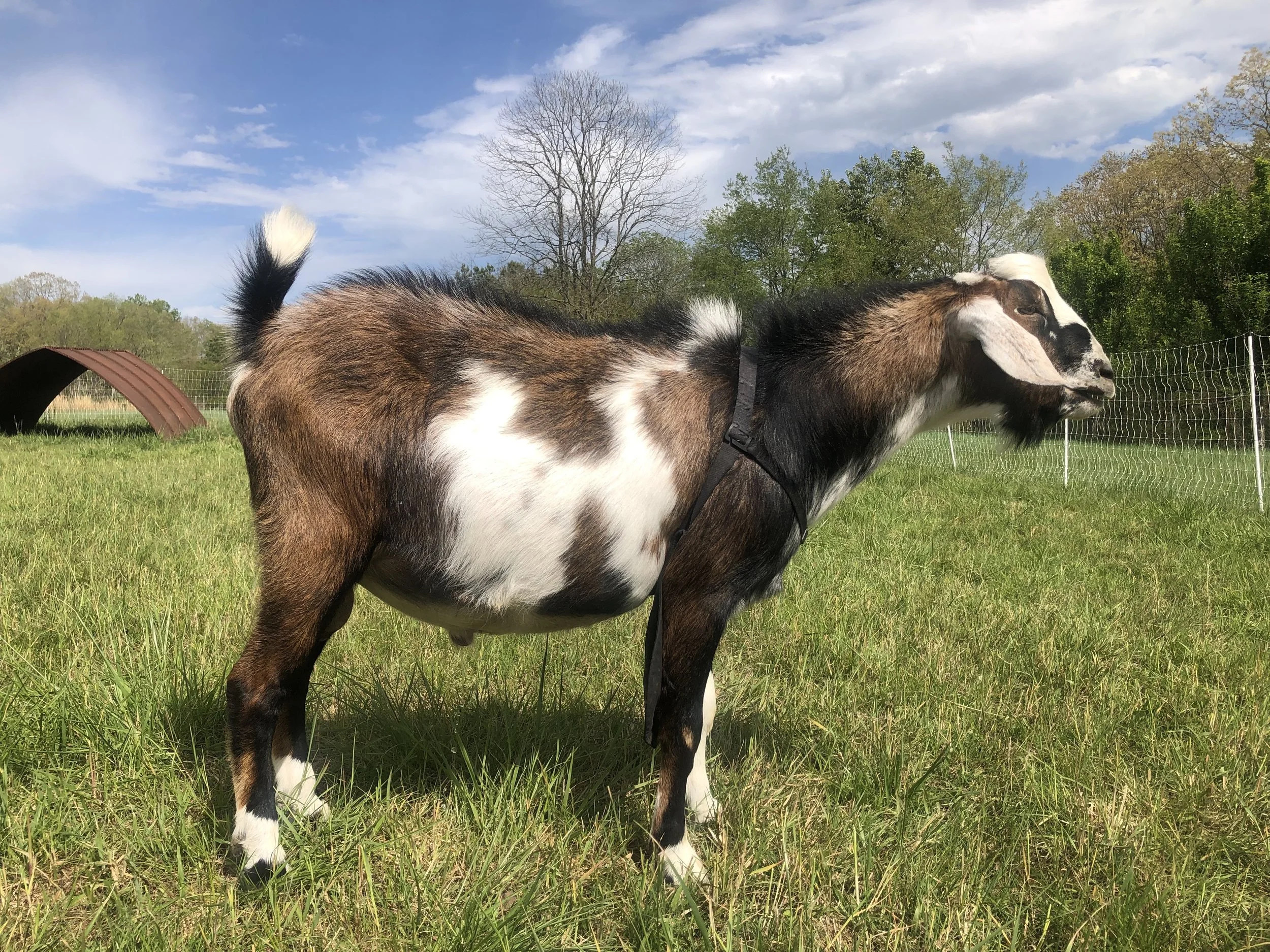 Our Herd — Fiddlehead Farm TN Our Herd — Fiddlehead Farm TN
